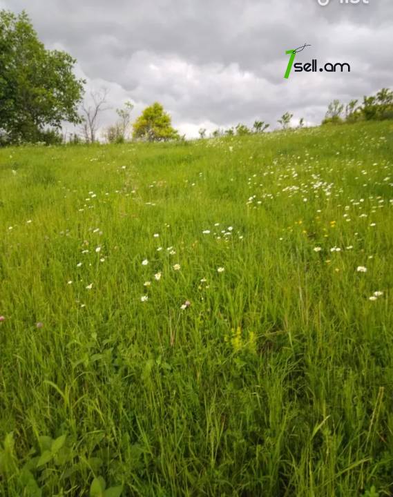 Տնամերձ հողամաս 