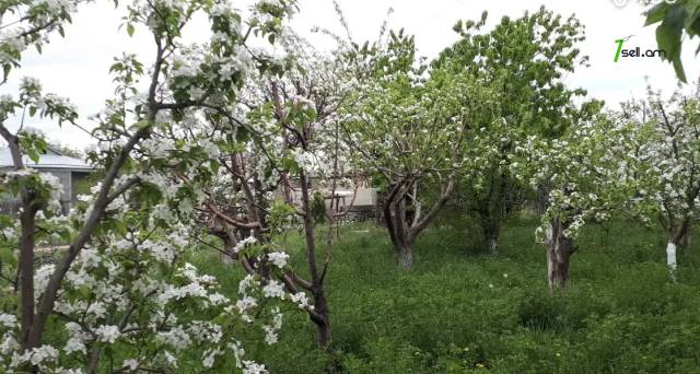 Հողատարածք բնակելի շինությունների համար Նոր Գյուղում, 2000 քմ