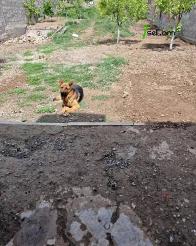 Երկու հարկանի քարե տուն Դավթաշենի 7-րդ փողոցում Դավթաշենում, 300 քմ, 2 սանհանգույց