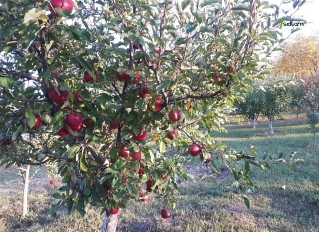 Հողատարածք բնակելի շինությունների համար Նոր Գյուղում, 2000 քմ