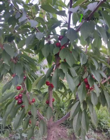 Հողատարածք բնակելի շինությունների համար Եղվարդում, 800 ք.մ.