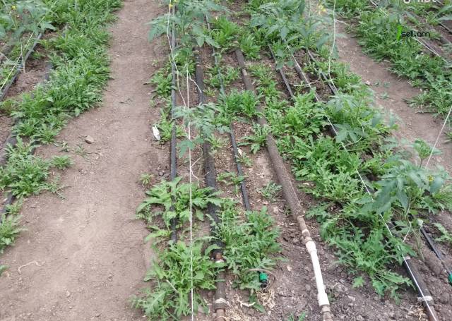 Հողատարածք բնակելի շինությունների համար Քանաքեռավանում, 1250 ք.մ.