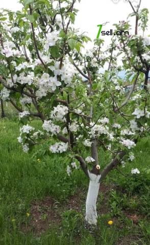 Հողատարածք բնակելի շինությունների համար Նոր Գյուղում, 2000 քմ