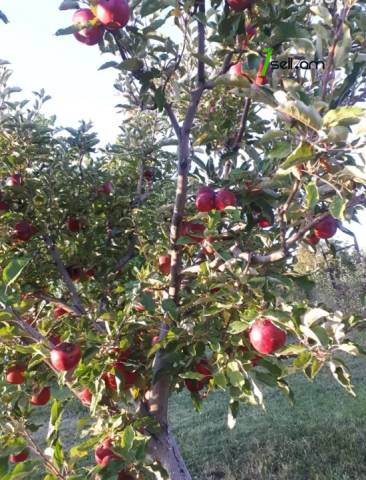 Հողատարածք բնակելի շինությունների համար Նոր Գյուղում, 2000 քմ