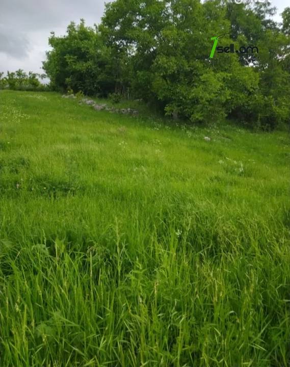 Տնամերձ հողամաս 