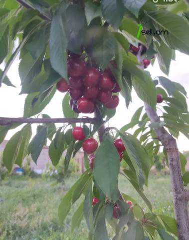 Հողատարածք բնակելի շինությունների համար Եղվարդում, 800 ք.մ.